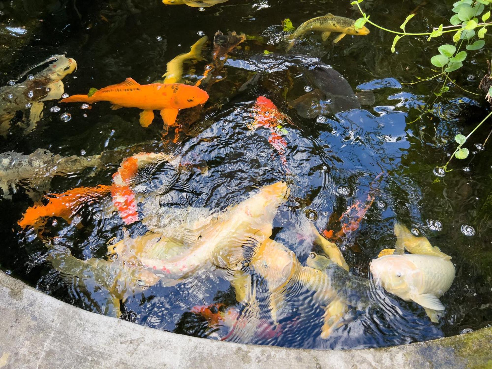 Villa La Rodina 디아노마리나 외부 사진